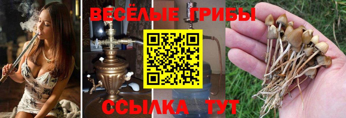 Галлюциногенные грибы Psilocybine cubensis Ирбит
